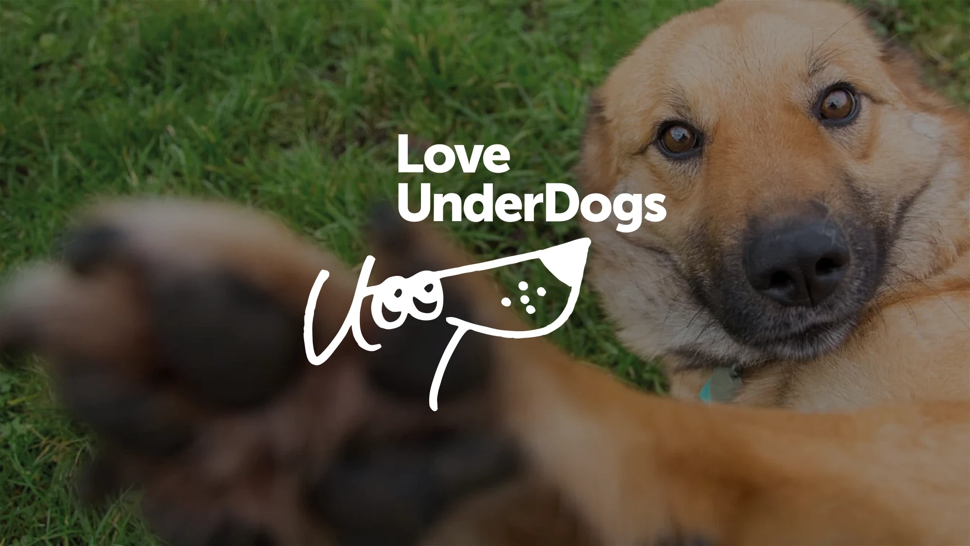 Love Underdogs banner
